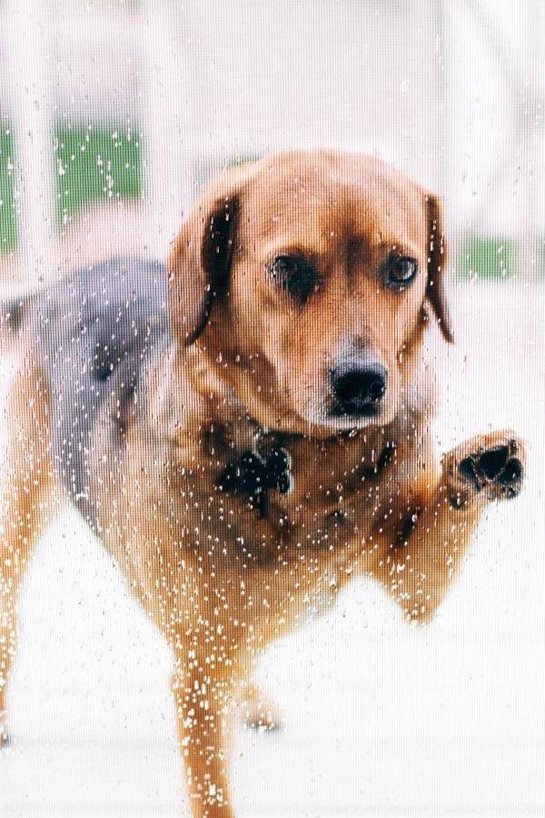 Man and dog in a kitchen.